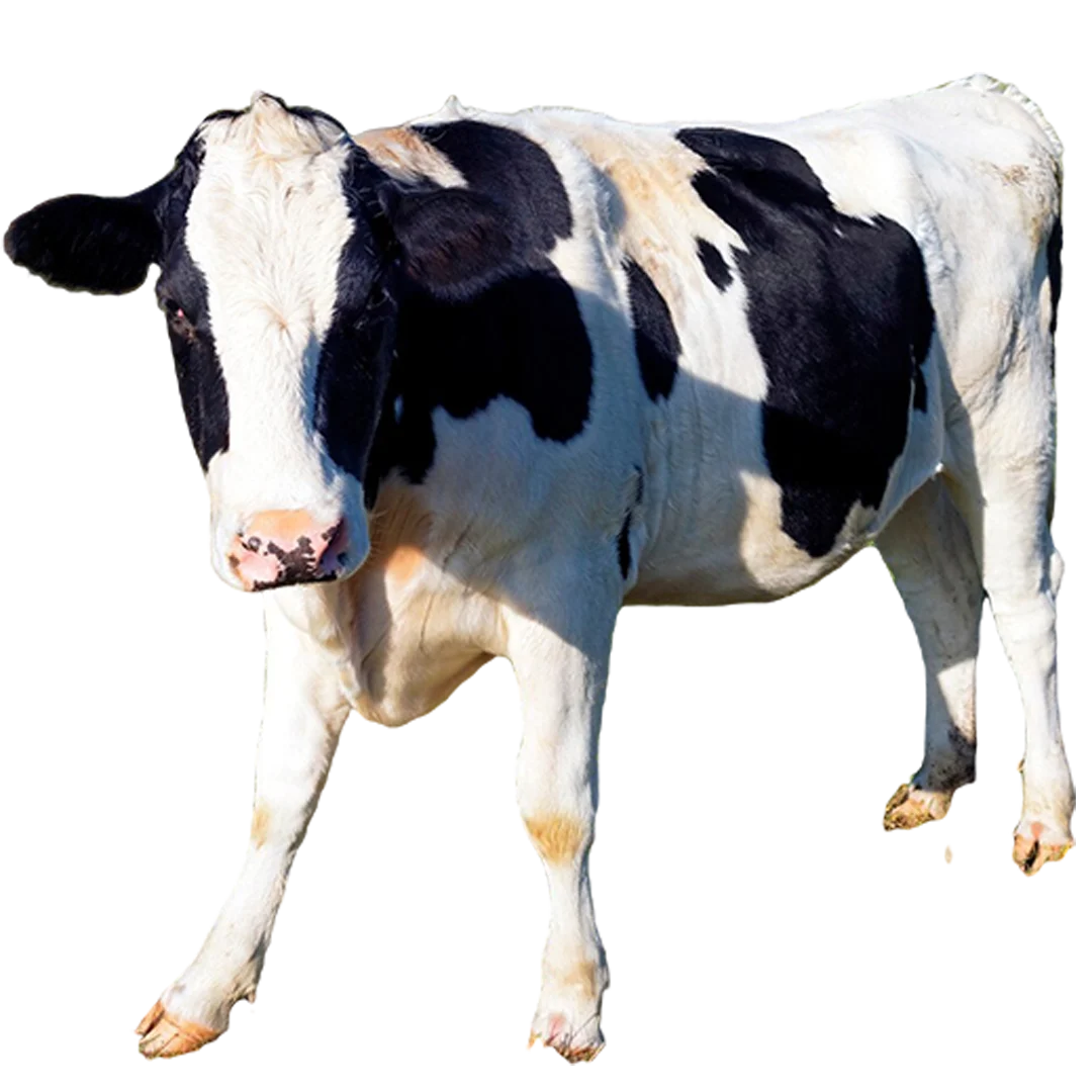 black-white-cow-green-with-tree-background