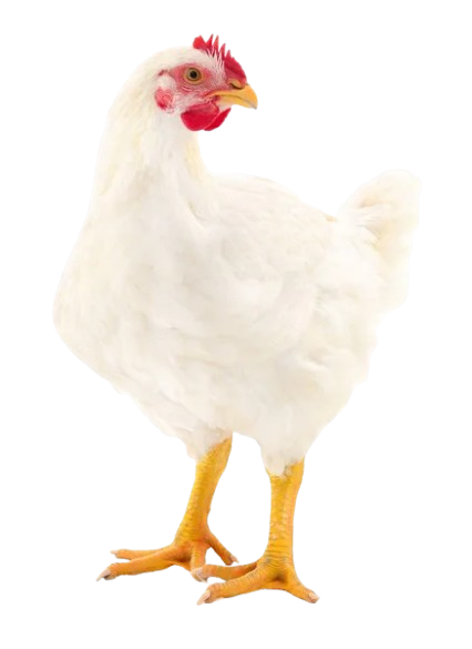 depositphotos_196787132-stock-photo-young-white-hen-isolated-white-removebg-preview
