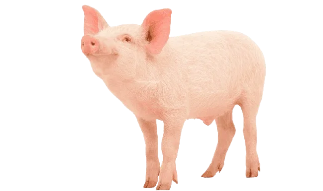 png-transparent-pig-pork-tapeworm-bacon-pig-farming-swine-influenza-live-lard-agriculture-removebg-preview