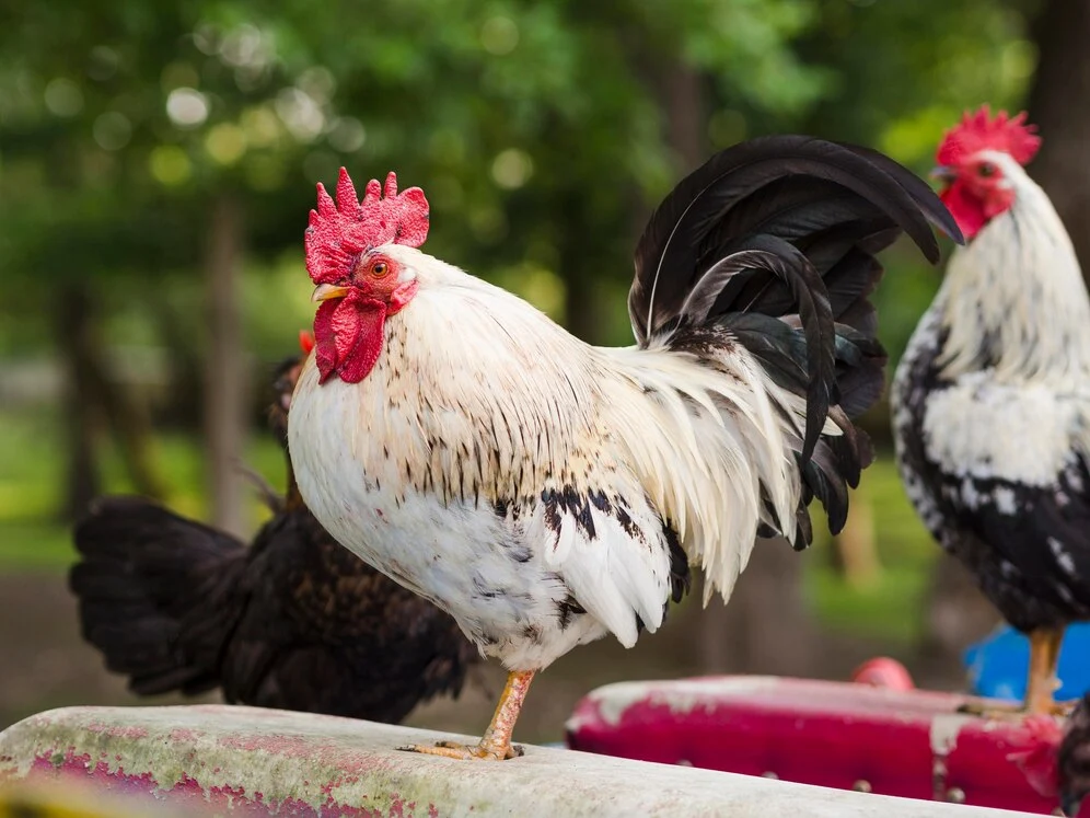 primer-plano-aves-granja-al-aire-libre_23-2148579955